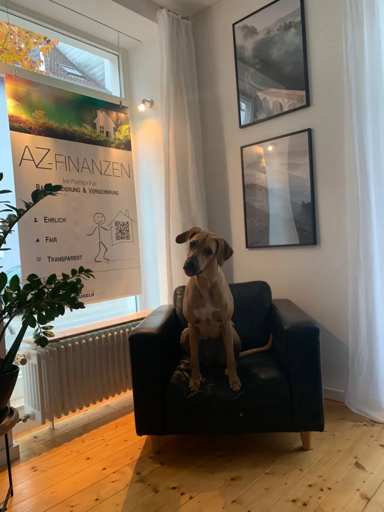 Der große hellbraune Bürohund Jil sitzt auf einem schwarzen Ledersessel in einem Büro mit einem Plakat an der Wand, das Werbung für AZ-Finanzen macht, flankiert von zwei Fenstern mit weißen Vorhängen und eingerahmten Bildern an der Wand.